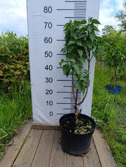 Сирень обыкновенная Мадам Лемуан (Mme Lemoine)