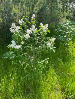 Сирень обыкновенная Мадам Лемуан (Mme Lemoine)