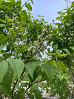 Сирень обыкновенная Мадам Лемуан (Mme Lemoine)