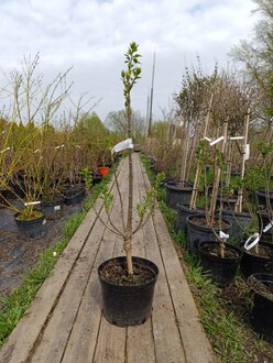 Сирень обыкновенная Мадам Лемуан (Mme Lemoine)