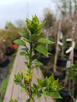 Сирень обыкновенная Мадам Лемуан (Mme Lemoine)