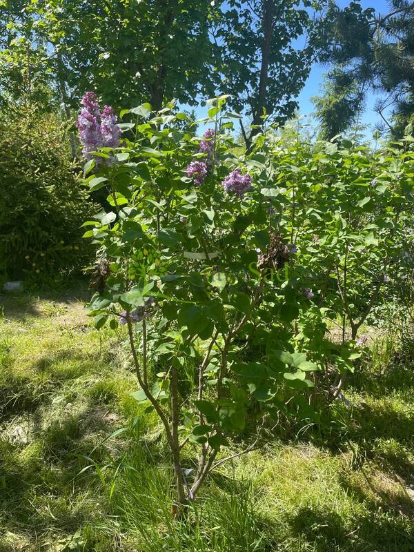 Сирень обыкновенная Катерина Хавемейр (Katherine Havemeyer)