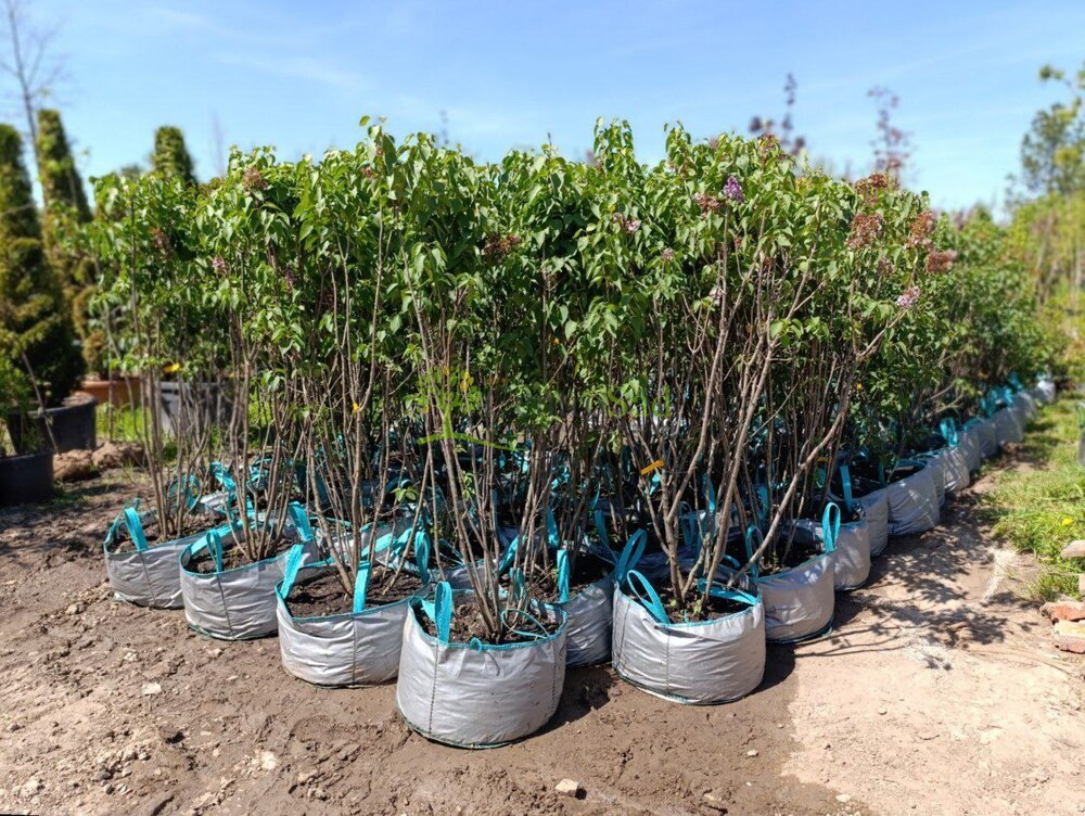 Сирень обыкновенная Катерина Хавемейр (Katherine Havemeyer)