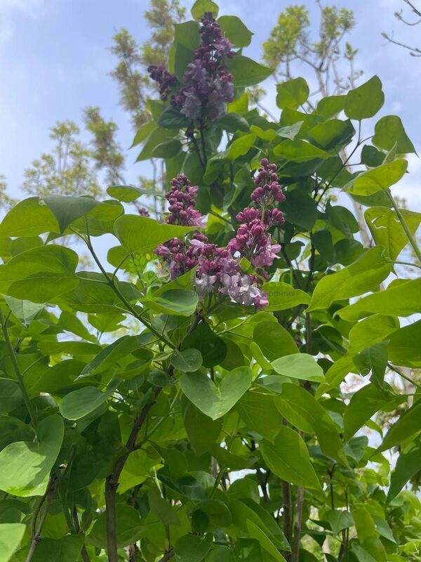 Сирень обыкновенная Катерина Хавемейр (Katherine Havemeyer)