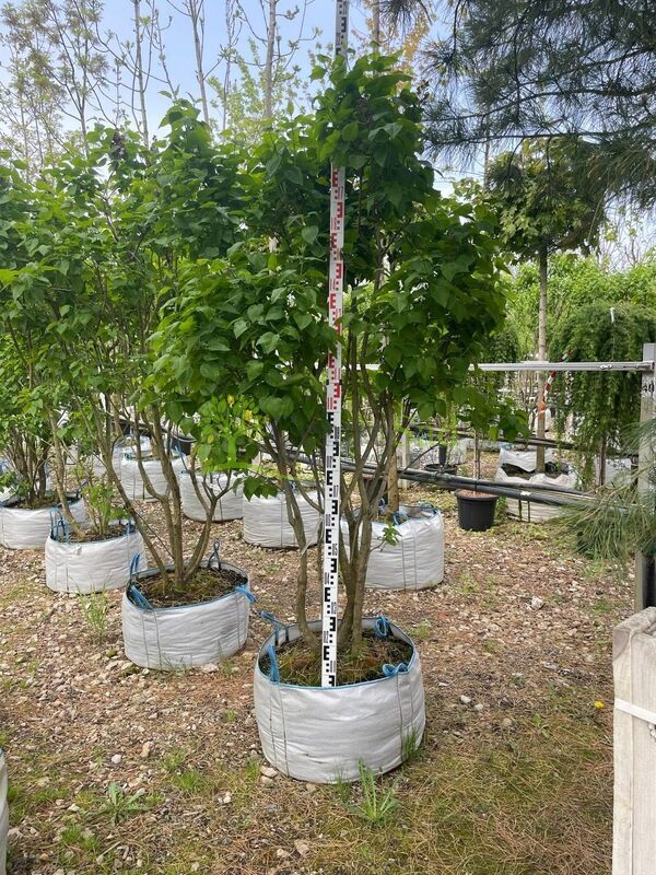 Сирень обыкновенная Катерина Хавемейр (Katherine Havemeyer)