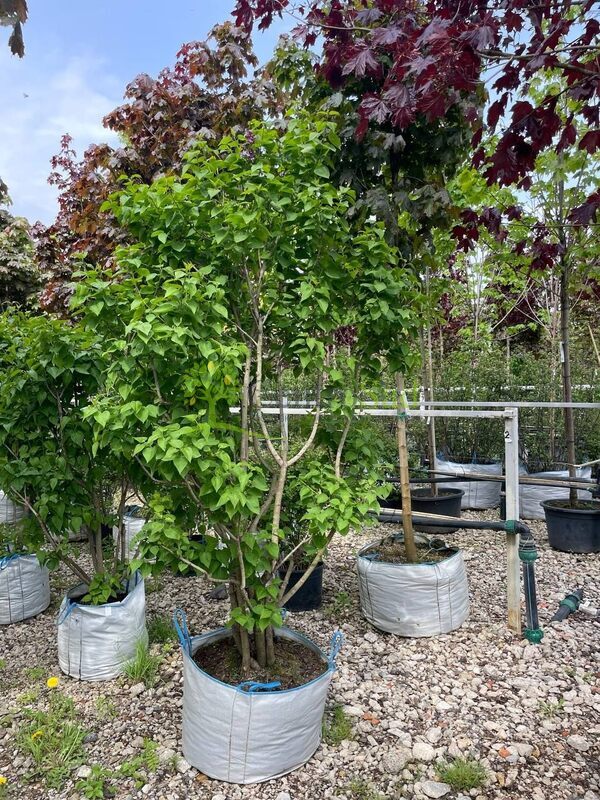 Сирень обыкновенная Катерина Хавемейр (Katherine Havemeyer)