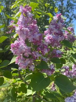 Сирень обыкновенная Катерина Хавемейр (Katherine Havemeyer)