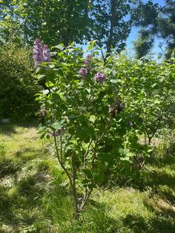 Сирень обыкновенная Катерина Хавемейр (Katherine Havemeyer)