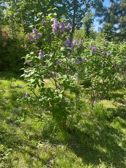 Сирень обыкновенная Катерина Хавемейр (Katherine Havemeyer)