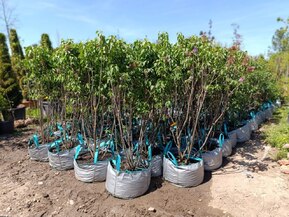 Сирень обыкновенная Катерина Хавемейр (Katherine Havemeyer)