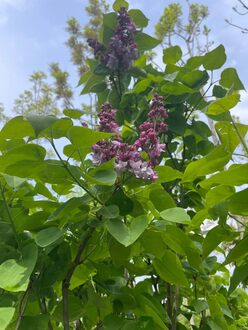 Сирень обыкновенная Катерина Хавемейр (Katherine Havemeyer)