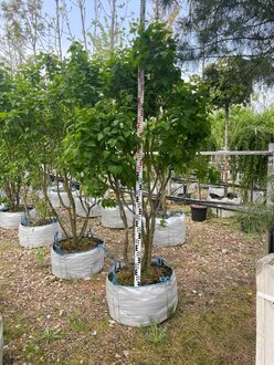 Сирень обыкновенная Катерина Хавемейр (Katherine Havemeyer)