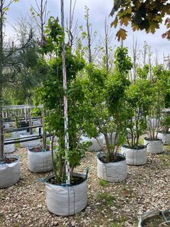 Сирень обыкновенная Катерина Хавемейр (Katherine Havemeyer)