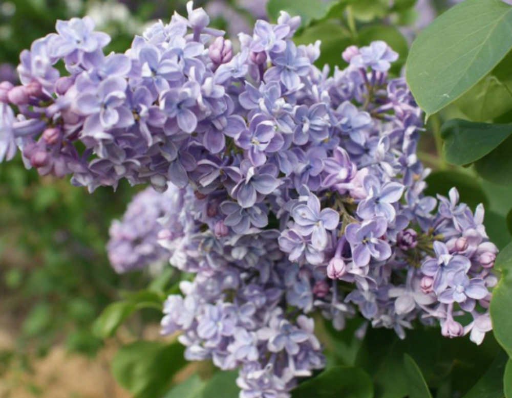 Сирень обыкновенная Президент Греви (President Grevy)