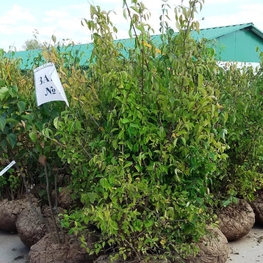 Сирень обыкновенная Примроуз (Primrose)