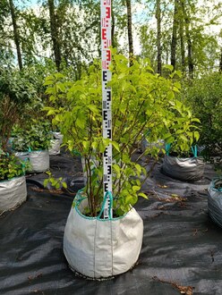 Сирень обыкновенная Примроуз (Primrose)