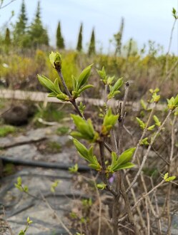 Сирень обыкновенная Примроуз (Primrose)