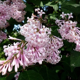 Сирень венгерская Сиринга йозикея (Syringa josikaea)