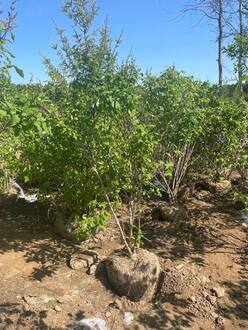 Сирень венгерская Сиринга йозикея (Syringa josikaea)