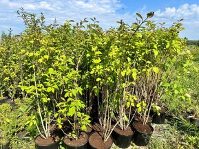 Сирень венгерская Сиринга йозикея (Syringa josikaea)