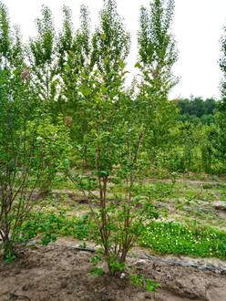Сирень венгерская Сиринга йозикея (Syringa josikaea)