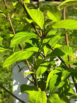 Сирень венгерская Сиринга йозикея (Syringa josikaea)