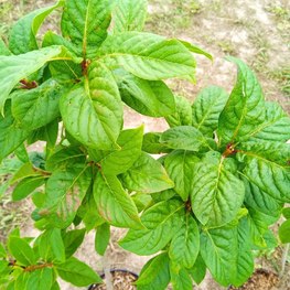 Сирень венгерская Сиринга йозикея (Syringa josikaea)