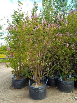 Сирень венгерская Сиринга йозикея (Syringa josikaea)