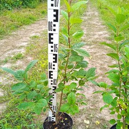 Сирень венгерская Сиринга йозикея (Syringa josikaea)