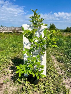 Сирень венгерская Сиринга йозикея (Syringa josikaea)