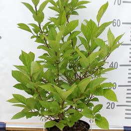 Сирень венгерская Сиринга йозикея (Syringa josikaea)