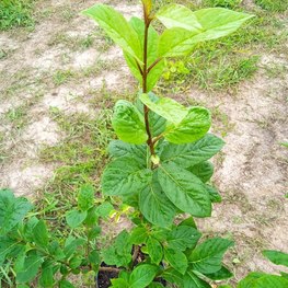 Сирень венгерская Сиринга йозикея (Syringa josikaea)