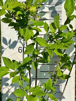 Сирень венгерская Сиринга йозикея (Syringa josikaea)