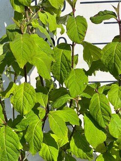 Сирень венгерская Сиринга йозикея (Syringa josikaea)