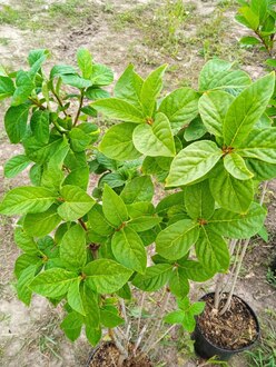 Сирень венгерская Сиринга йозикея (Syringa josikaea)