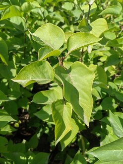 Сирень обыкновенная Сиринга вульгарис (Syringa vulgaris)