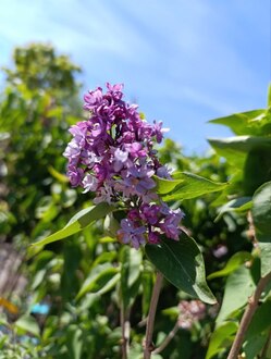 Сирень обыкновенная Сиринга вульгарис (Syringa vulgaris)