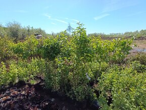 Сирень обыкновенная Сиринга вульгарис (Syringa vulgaris)