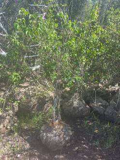 Сирень обыкновенная Сиринга вульгарис (Syringa vulgaris)