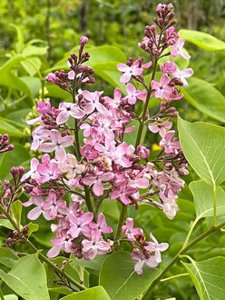 Сирень обыкновенная Сиринга вульгарис (Syringa vulgaris)
