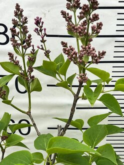 Сирень обыкновенная Сиринга вульгарис (Syringa vulgaris)