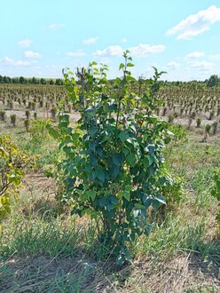 Сирень обыкновенная Сиринга вульгарис (Syringa vulgaris)
