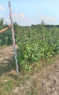 Сирень обыкновенная Сиринга вульгарис (Syringa vulgaris)