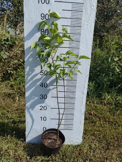 Сирень обыкновенная Сиринга вульгарис (Syringa vulgaris)