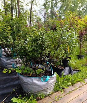 Сирень повторноцветущая Джози (Josee)