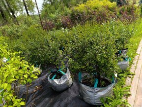 Сирень повторноцветущая Джози (Josee)