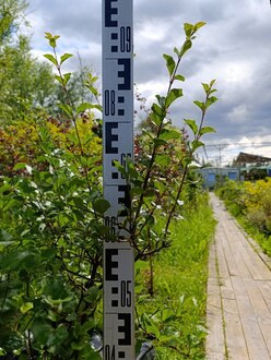 Сирень повторноцветущая Джози (Josee)