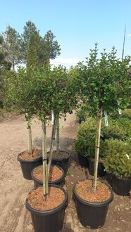 Сирень Мейера Палибин (Palibin)