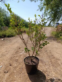 Сирень Мейера Палибин (Palibin)