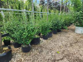 Сирень Мейера Палибин (Palibin)